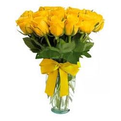  Rosas Alegria 