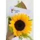 Girasol de Amor 